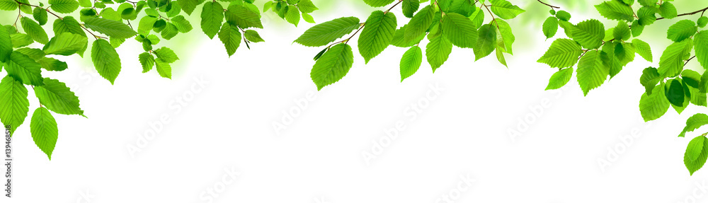 Grüne Blätter auf weiß als natürliche Verzierung, Panorama Format - obrazy, fototapety, plakaty 