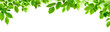 canvas print picture - Grüne Blätter auf weiß als natürliche Verzierung, Panorama Format