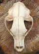 Dead spooky bear Ursus arctos  skull hanging on a colorful naturally stained slice of wood. Textured cracked raw surface. Front view of an animal scull.