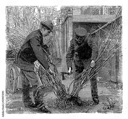 Vintage gardening engraving, farmers divide a shrub to plant it as several separate plants Poster