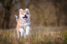 Akita Inu Dog Playing On The Grass