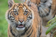 Sumatran Tiger Cub Happy Look