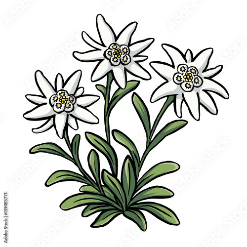 Edelweiss Buy this stock vector and explore similar vectors at Adobe