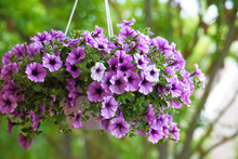 Purple Petunia Flowers In The Garden In Spring Time