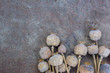 Dried poppy heads and grains. Opium drugs, opiate, heroin