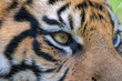 Sumatran Tiger Close Up. Eye of the tiger.