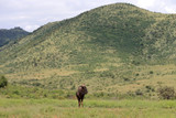 Fototapeta Sawanna - antylopa gnu pręgowane w parku narodowym Pilanesberg