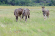 Zebry w parku narodowym Pilanesberg