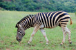 Zebra stepowa w parku narodowym Pilanesberg