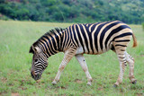 Fototapeta Sawanna - Zebra stepowa w parku narodowym Pilanesberg