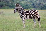 Fototapeta Sawanna - Zebra stepowa w parku narodowym Pilanesberg