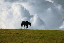 Black Horse On The Horizon