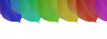 Colorful Leaf With Copy Space