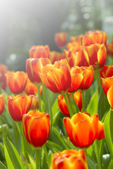 Wall Mural - Fresh colorful tulips in warm sunlight