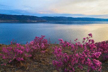 Pink flowers of rhododendron at lake coast on sunrise in spring morning