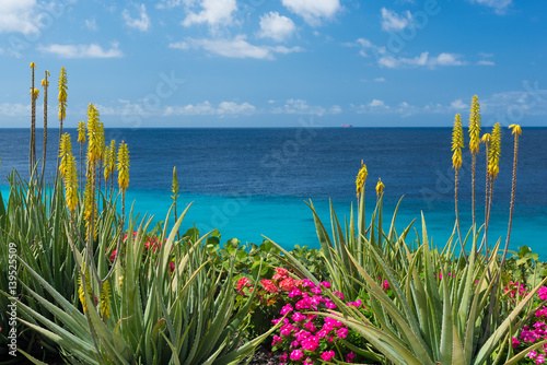Blossoming, yellow flowers aloe-vera plant and blue sea, Curacao island Canvas Print