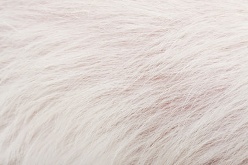 The texture of white fur