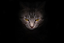 Muzzle And Bright Yellow Eyes Cat Stares Menacingly Out Of The Darkness, On A Black Background.