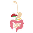human digestive system vector