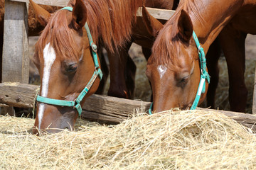 Foals and mares feed morning at animal farm