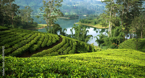 Fotomural Tea plantations around the castlereagh reservoir Hatton, Sri lanka