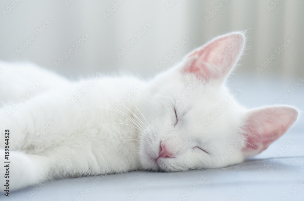 śpiący biały kot - obrazy, fototapety, plakaty 