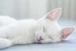śpiący biały kot