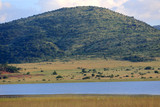 Fototapeta Sawanna - Afrykańska sawanna w parku narodowym Pilanesberg