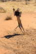 Männlicher Löwe (Panthera leo) springt in die Höhe, captive