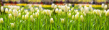 White tulips background.