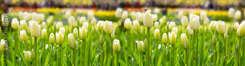 biale-tulipany-na-lace-o-poranku