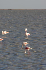 Wall Mural - Flamants roses en Camargue, Franc