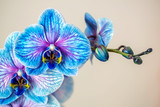 Blue orchid. Brunch of orchid with the blue flowers