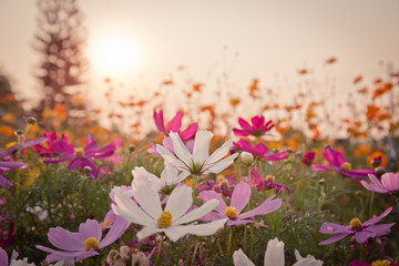 Wall Mural - field of cosmos flower blooming in sunset