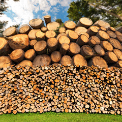 Wall Mural - Firewood Logs - Tree Trunks - Forest