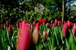 Rote Tulpen kurz bevor sie blühen