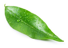 Citrus Leaf With Drops Isolated On A White Background. Full Depth Of Field.