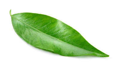 Fototapete - Citrus leaf isolated on white background. Full depth of field.
