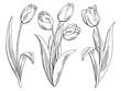 Tulip flower graphic black white isolated sketch illustration vector