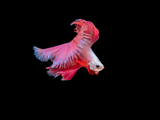 Wall Mural - Betta fish, moving moment of Siamese fighting fish isolated on black background, fighting fish.