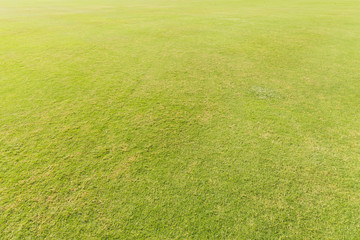 Wall Mural - Green grass on the football field