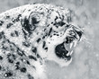 Snow Leopard In Snow Storm II