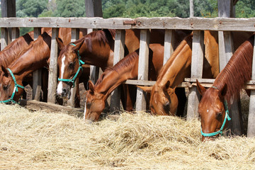 Thorougbred young horses chewing hay on the ranch