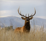 Fototapeta Zwierzęta - Large Male Elk with Large Rack National Bison Range Charlo Monta