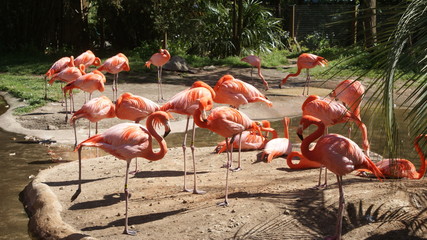 Plakat flamingo piękny stado ptak woda