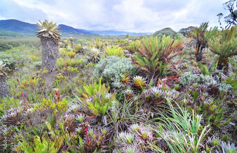 Obraz na płótnie The Puracé National Natural Park with Espeletia plant , commonly known as frailejón in Colombia.
 w salonie