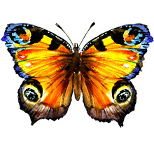Beautiful European Peacock Butterfly With Open Wings, Top View, Isolated, Watercolor Illustration On White