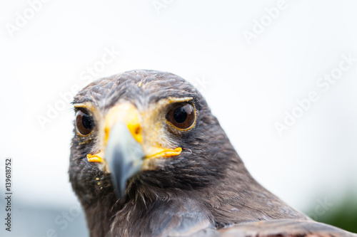Fotografie, Tablou Close up photo of a Harris's hawk (parabuteo unicinctus)