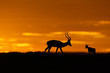 Impala and Thomson's gazelle at sunrise in Masai Mara, Kenya