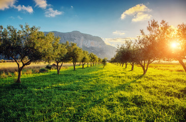 Wall Mural - beautiful olive garden